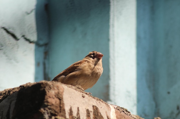 House Sparrow