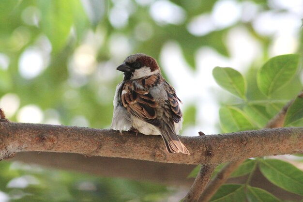 Photo house sparrow