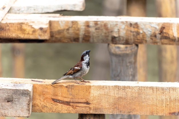 Photo house sparrow