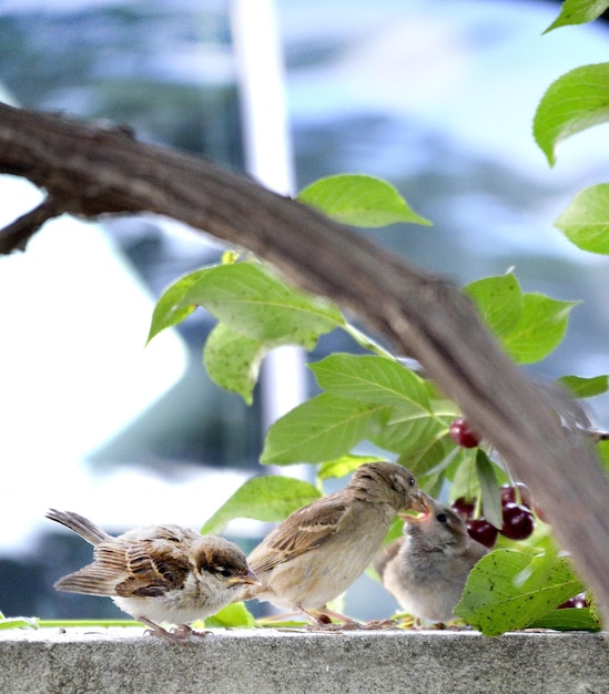 写真 自然に生息するpasser domesticus鳥