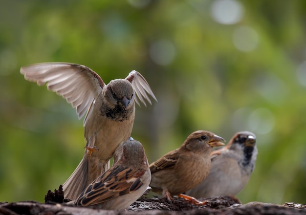 Photo house sparrows passer domesticus