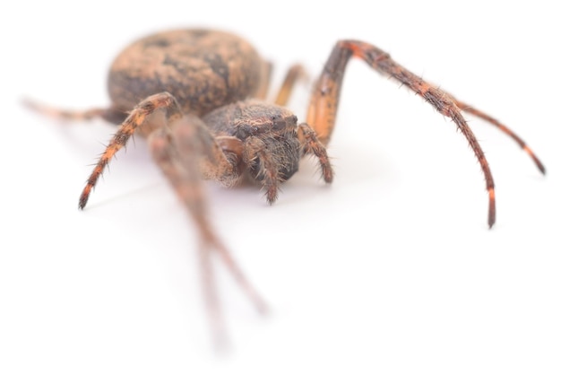 House spider isolated