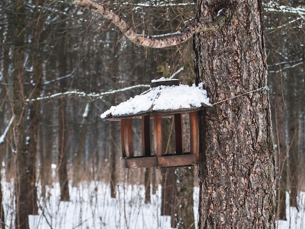 House of a squirrel in a tree in the woods