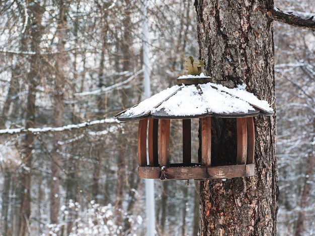 House of a squirrel in a tree in the woods