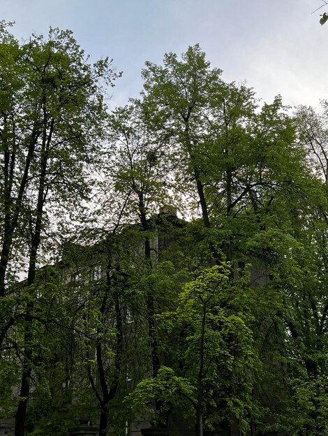 A house surrounded by trees with the sky behind it