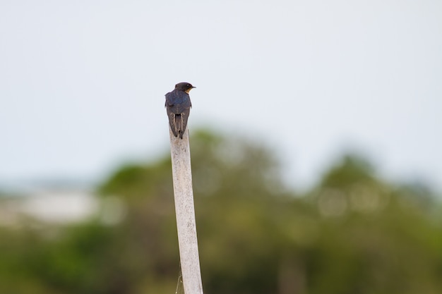 House Swift (Apus nipalensis) on bamboo wooden