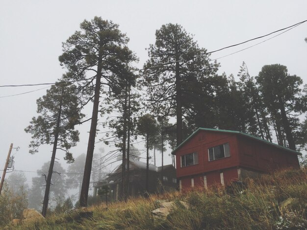 Photo house and trees on field against sky in foggy weather