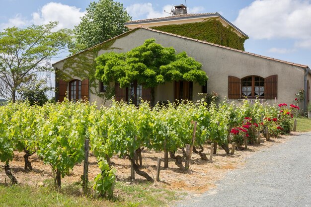 House among the vineyards in summer