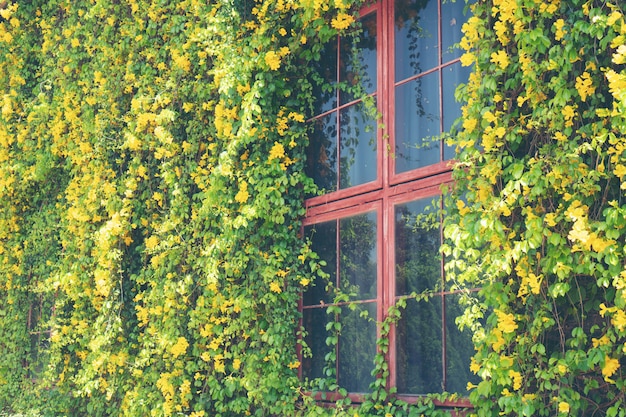 Окно дома покрыто виноградниками