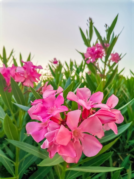 House with flowers at greek mountain village at sunset rhodes greece