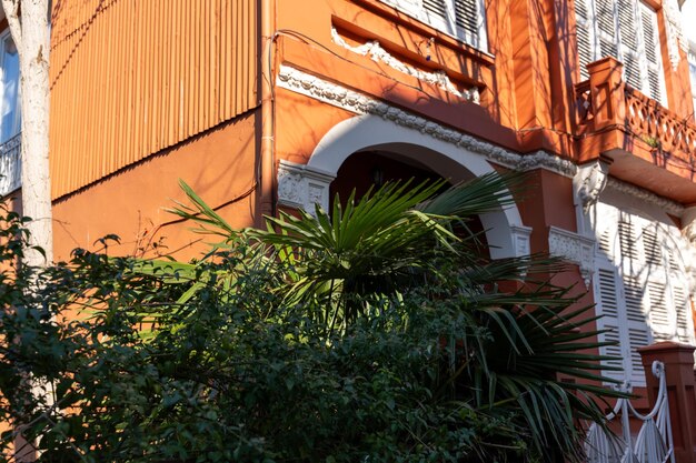 A house with a large palm tree in front of it