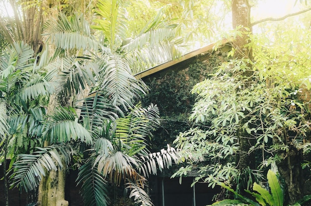 House with shady trees back to nature concept