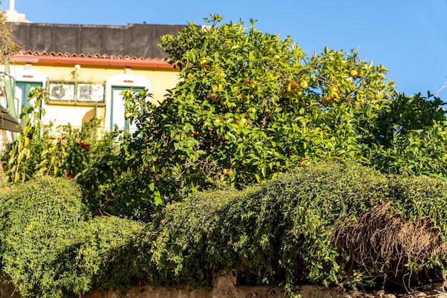 A house with a tree in front of it