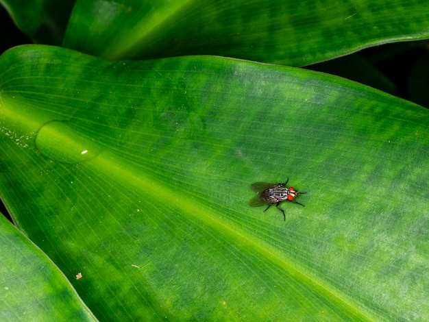 녹색 잎에 집 파리 (Musca domestica)입니다.