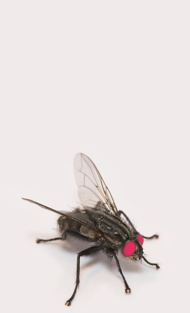 Housefly Musca domestica A photo of an ordinary housefly Musca domestica