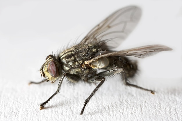 Комнатная муха Musca domestica Фото обыкновенной комнатной мухи Musca domestica