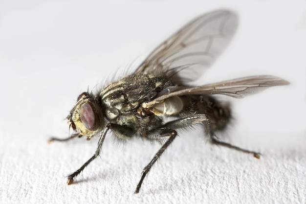 Housefly Musca domestica A photo of an ordinary housefly Musca domestica