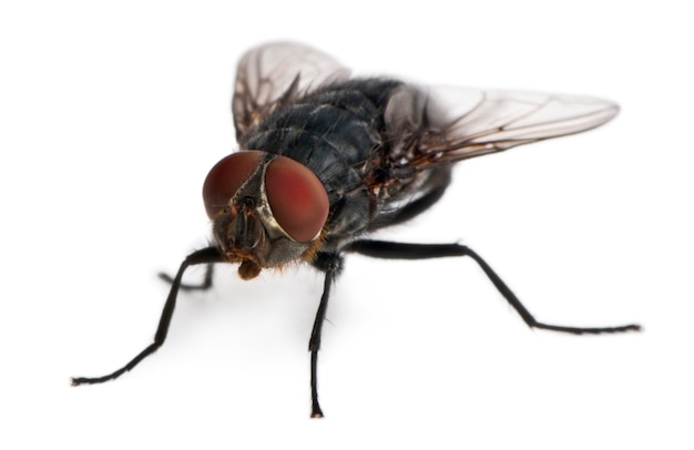 Photo housefly, musca domestica,