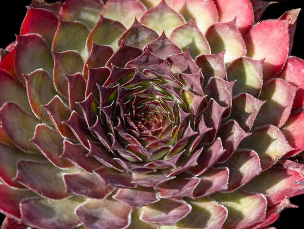 houseleek closeup