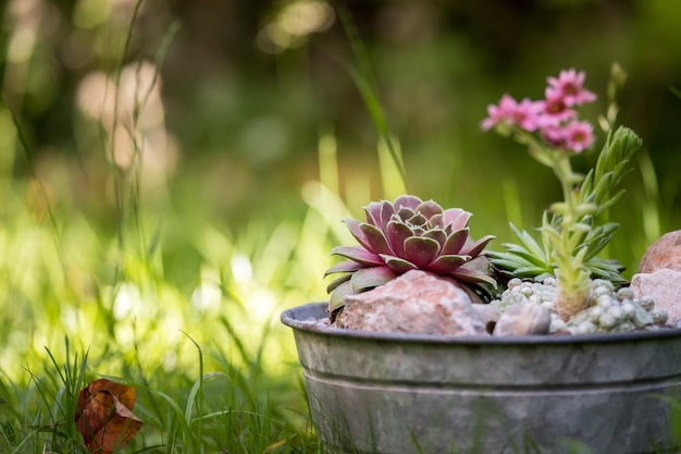 Houseleek in decorative flowerpot Outdoors green blurry background