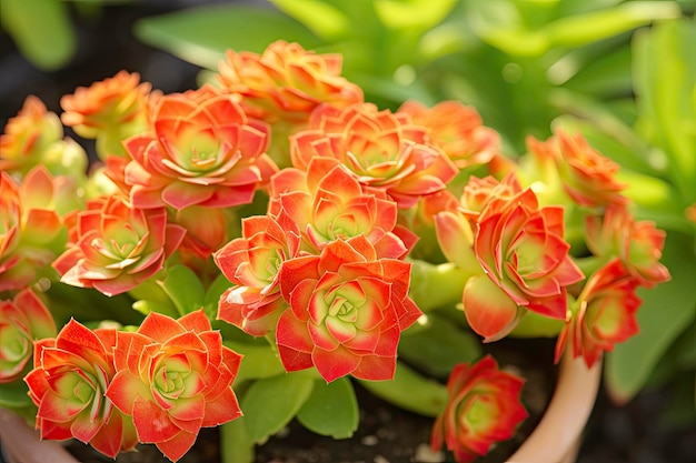 Foto semprevivo sempervivum in vaso da fiori