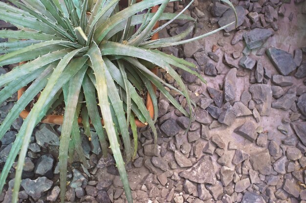 Houseplant Aloe in a flowerpot