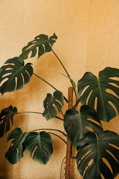 houseplant on a beige background