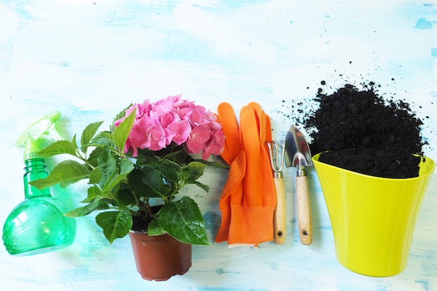 Houseplant blooms pink hydrangea, lime pot, orange gloves, garden shovel and rake and spray 