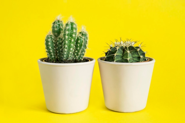 Houseplant cacti on yellow