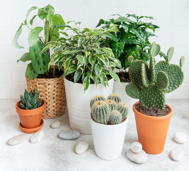 Houseplant and cactus at home different house plants on the table