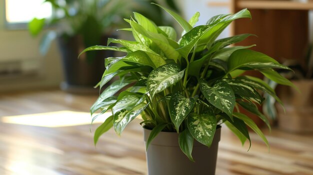 Houseplant Care Through the Seasons