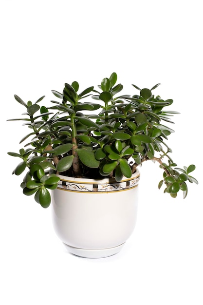 Houseplant Crassula in a flower pot on a white background