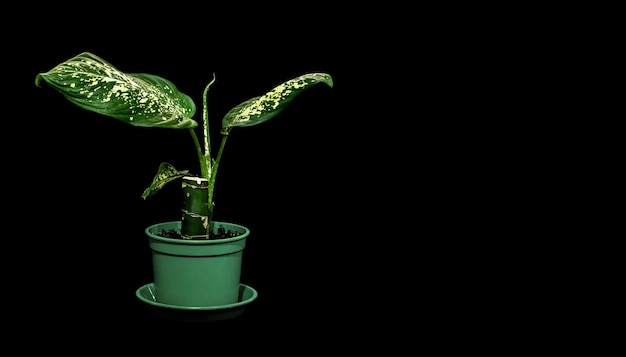 Houseplant dieffenbachia on a black background