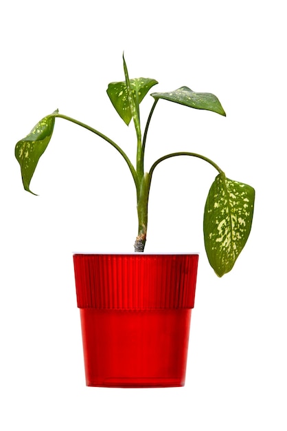 Foto pianta d'appartamento dieffenbachia in un vaso rosso su uno sfondo bianco