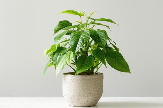 Photo houseplant enhancing decor in ceramic pot on white background