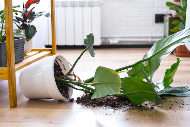 観葉植物が床に落ち、植木鉢の土が崩れて生ゴミがこぼれ、ラックからプランターが落ちたことによる混乱 温室内の棚の手入れと掃除