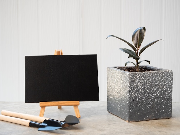 현대 컨테이너 원예 도구에 검은 잎과 시멘트 바닥 흰색 목재 표면에 검은 붕소가있는 Houseplant Ficus Elastica Burgundy 또는 고무 식물