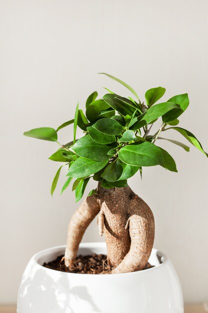 Houseplant ficus microcarpa ginseng in white flowerpot