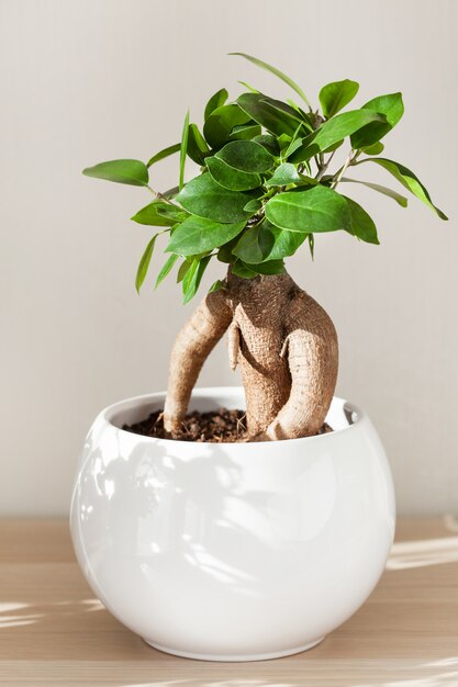Photo houseplant ficus microcarpa ginseng in white flowerpot