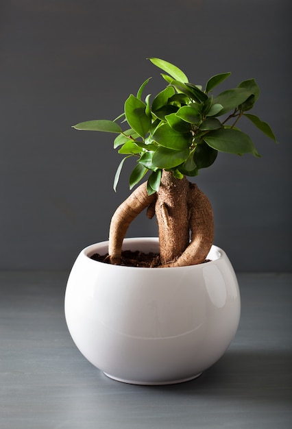 Houseplant ficus microcarpa ginseng in white flowerpot