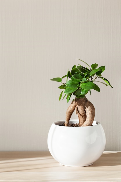 Houseplant ficus microcarpa ginseng in white flowerpot