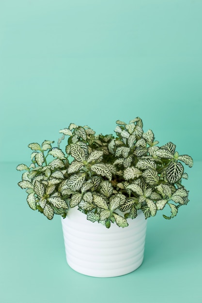 Photo houseplant fittonia albivenis in white pot