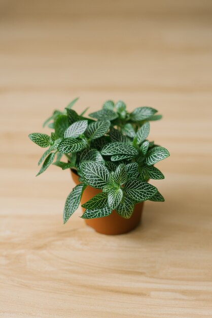 Houseplant fittonia dark green with white streaks in a brown pot on a beige background