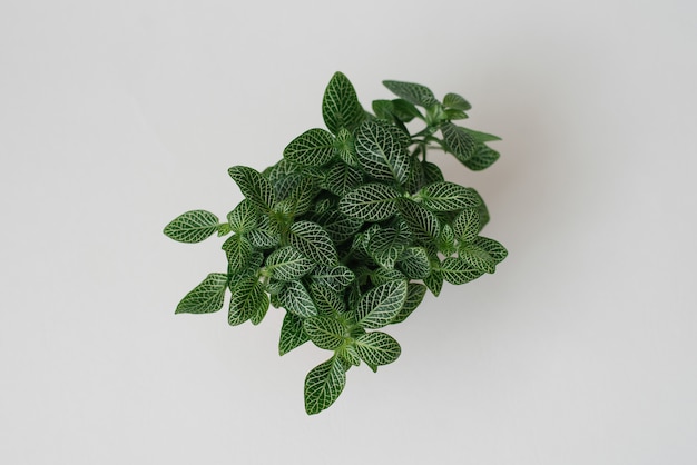 Houseplant fittonia dark green with white streaks in a brown pot