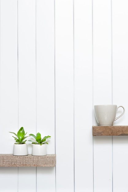木製の棚の白い背景の上にある室内鉢の植物のフロントビュー