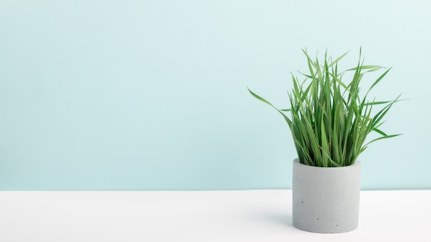 Erba verde della pianta da appartamento in vaso di fiore concreto su una tavola vicino alla parete blu. fotografia elegante, decorazioni per la casa, minimalismo con spazio di copia.