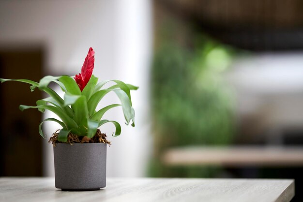 写真 灰色の鉢に入った観葉植物がテーブルの上に立っています テーブルの上に立っている鉢に入った装飾用の観葉植物