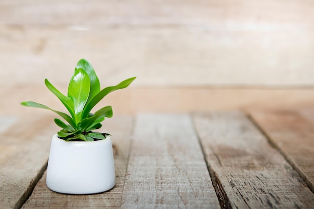 Houseplant Indoor Pot plants on wooden table with blurred wooden wall background