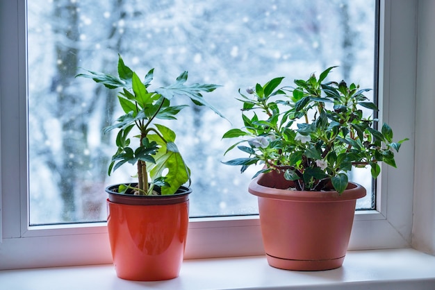 Houseplant inside on the windowsill  during winter time