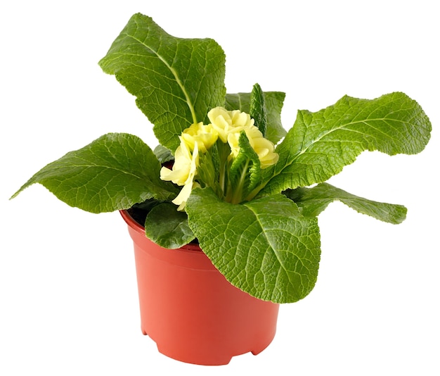 Houseplant isolated on white background